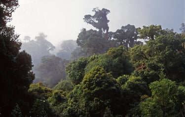 Cloud forest at Doi Inthanon.