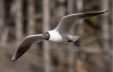 Black-headed Gull in Kinsarvik.
