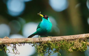 Photography Manu Reserved Natural Paradise 9 D/8N