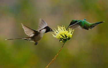 Birdwatching Photography Manu National Park Adventure 6D/5N