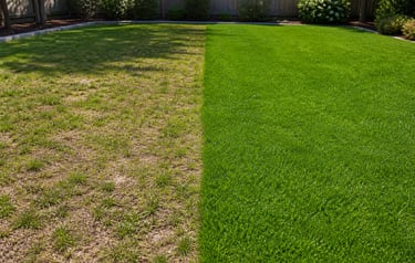 Grass over-seeding in south Calgary by MacLawns