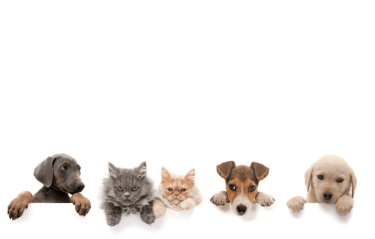 Prendre rendez-vous avec un ostéopathe animalier à Tarbes et Pau