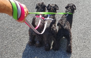 Mini troupeau de Schnauzers