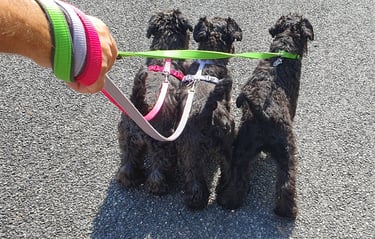 Mini troupeau de Schnauzers