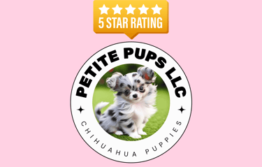 Petite Pups - Merle Chihuahua Puppies For Sale