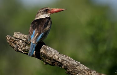 Brown hooded Kingfisher