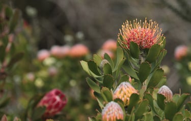 Protea in the fynbos