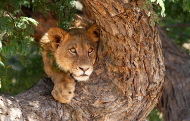 Lion in a tree
