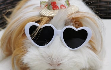 a guinea guinea guinea guinea guinea guinea guinea guinea guinea guinea guinea guinea guinea guinea guinea