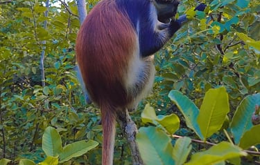 Tourist taking a photo of a Zanzibar red colobus monkey in Jozani Forest during a wildlife tour