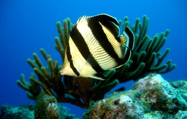 Anbadlola voyage france guadeloupe