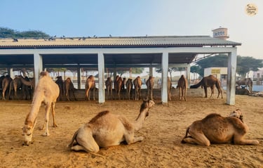 Meet the camels of NRCC, Bikaner — exploring the ship of the desert in their natural habitat.