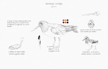 Investigación y boceto para ilustrar al haematopus ostralegus