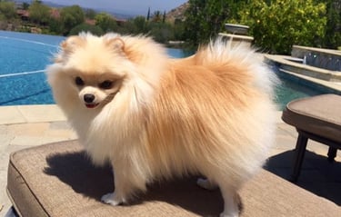 venta cachorro pomerania argentina