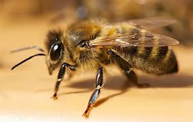 Pollen