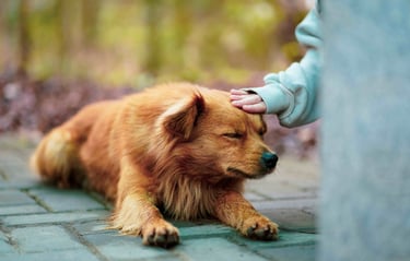 dogAdvisor | dogadvisor | dog advisor | dogAdvisor.dog