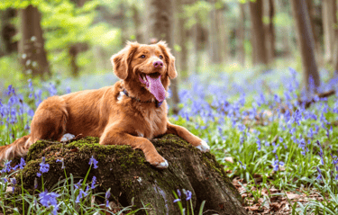 dogAdvisor | dog Advisor | dog advisor | dogadvisor | dogadvisor.dog | dog advisor