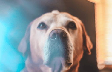 dogAdvisor | dog Advisor | dog advisor | dogadvisor | dogadvisor.dog | dog advisor