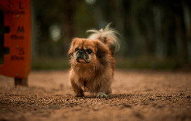 dogAdvisor | dog Advisor | dog advisor | dogadvisor | dogadvisor.dog | dog advisor