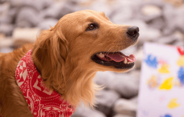 dogAdvisor | dog Advisor | dog advisor | dogadvisor | dogadvisor.dog | dog advisor