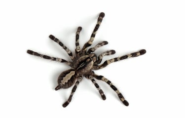 spiders