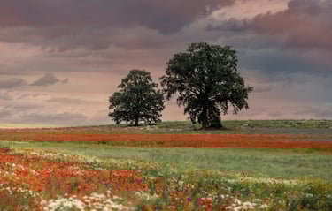 a field with two trees