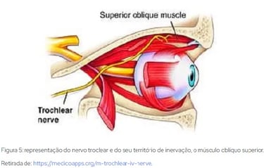 anatomia do musculo obliquo superior e nervo troclear do olho