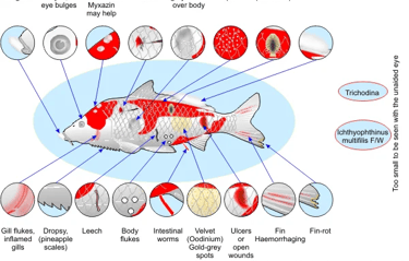 Disease and Parasites