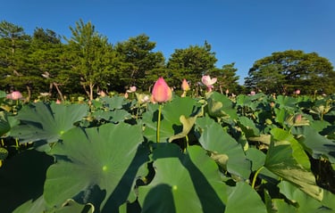 Water lillies