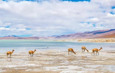 Patagonie Amerique du sud Bolivie Chili