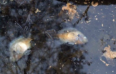 Hundreds of dead fish and animals were removed from the KDA toxic spill.
