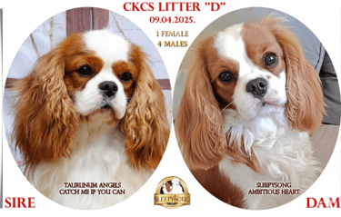 Cavalier King Charles Spaniel, Litter announcement poster