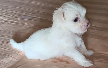 Registered Maltese Puppy sitting on floor.