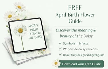 April birth flower daisy guide