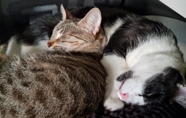 Dos gatos reposando enroscados el uno junto al otro