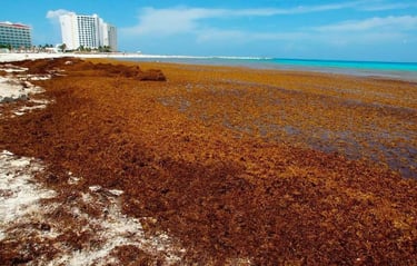 Alga de sargazo | Impacto ambiental