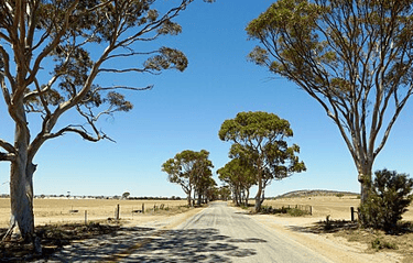 Tree lined BencubbinโKellerberrin Road with sandy feilds