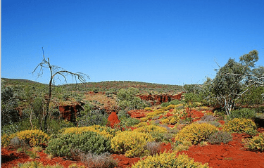 The vibrant colour bushes and trees of the red soil outback in Karijini National Park