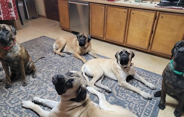 Athena, Ares, Rhea, Freya and Juno