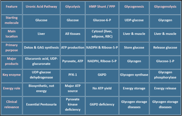 uronic acid pathway-comparative table