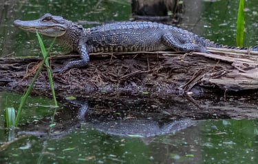 american aligator sunning himself on a log with his reflection in the water beneath him