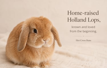 Hot Cross Buns' Streudel - home-raised Holland Lops image