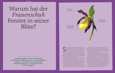Lady's-slipper orchid illustration