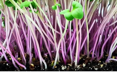 Micro Ortaggio Ravanello Daikon