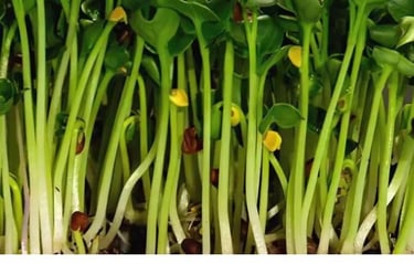 Micro Ortaggio Ravanello Daikon
