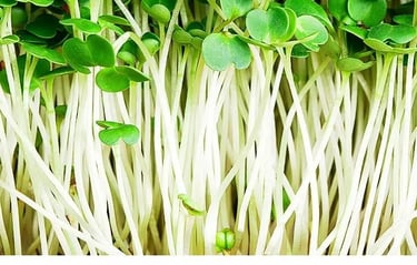 Micro Ortaggio Rucola