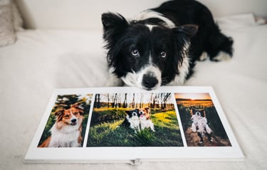 Border collie egy album felett, amiben a róla készült képek vannak
