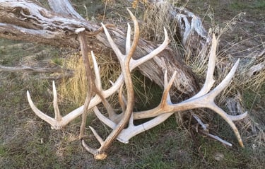 Elk Antlers - Little Trail Creek Cabins - Yellowstone Vacation Rentals - Gardiner Montana