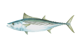 a fish fish in the water with a black background