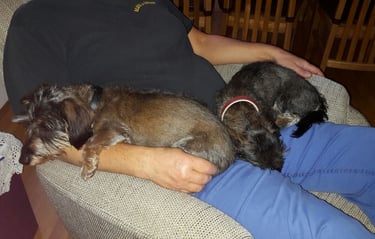 2 Dackel kuscheln mit einem Menschen, der auf einem Sessel sitzt